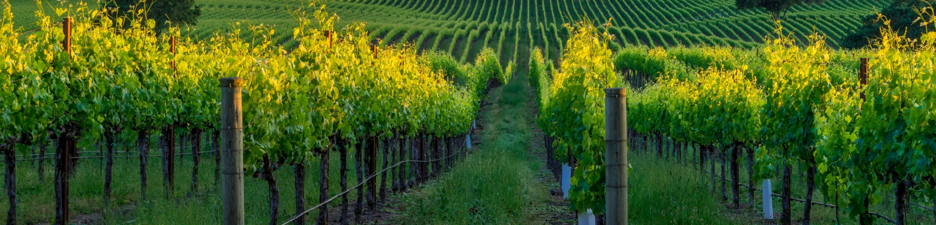 rows of grape vines
