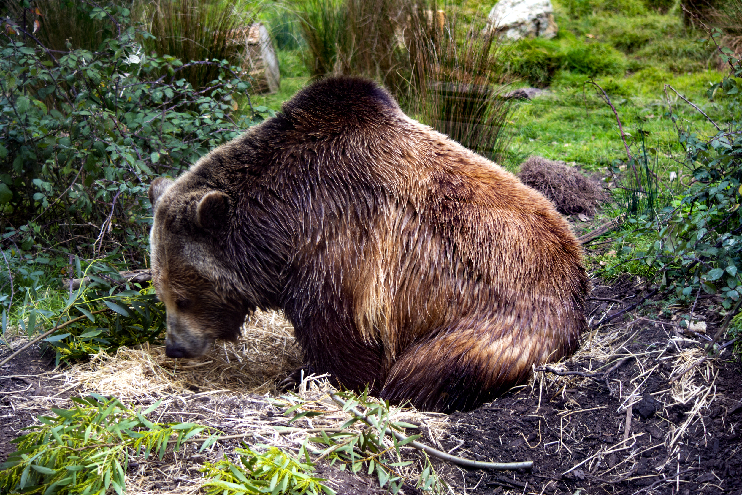 Brown bear at the San Francisco Zoo